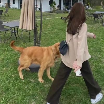 霹雳玫瑰